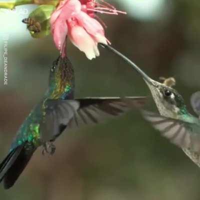 Bee gets hit by Hummingbirds Wing