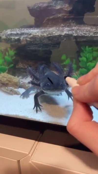 mad axolotl