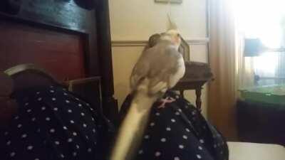 My cockatiel sings this song alot! Does anybody know what song it is? I've never heard it before