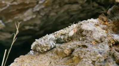 The spider-tailed horned viper uses its tail to mimic a spider in order to draw in unsuspecting prey.