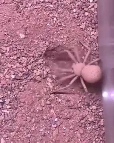 Sand spider