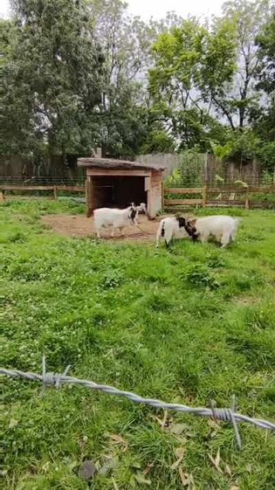 My nephew seeing two goat fighting first the first time didn't have the reaction i expected