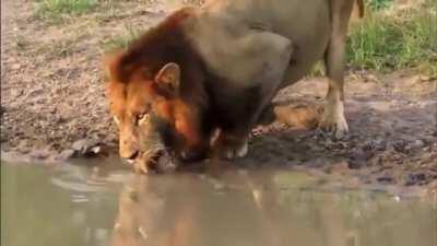 Lion being patient with a curious turtle while drinking