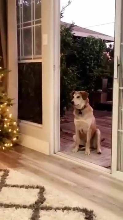 Pupper thinks screen door is closed so little girl has to pretend to open it