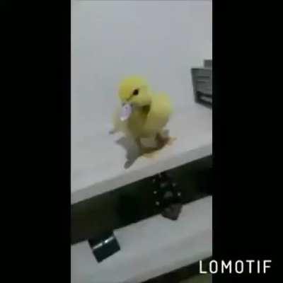 O Grande pato malokero, depois desse vídeo você vai querer um pato