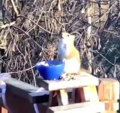 🔥 Squirrel gets lit on fermented pears