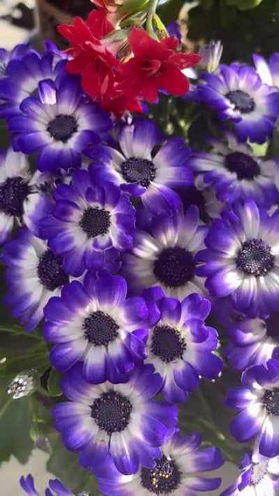 Reminder: take a deep breath and take it slow! Sharing these purple beauties from my garden this morning.