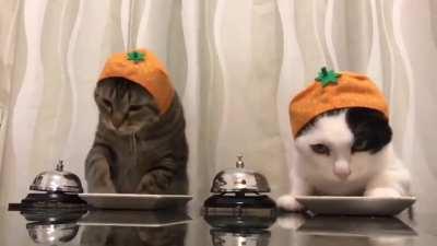 two cats ringing the bell for food