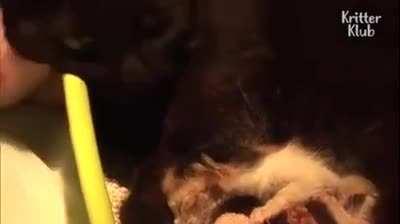 Cat who lost her kittens is given an abandoned kitten