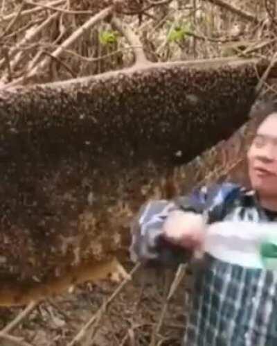 WCGW bearing a bunch of bees