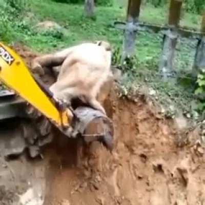 Elephant thanking an excavator for helping.