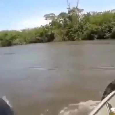 Huge Anaconda found in a lake by a Fisherman