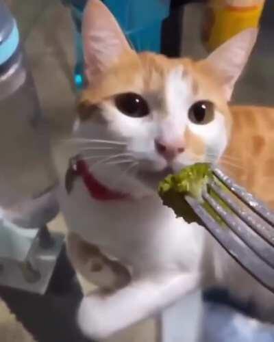 Cat smells broccoli