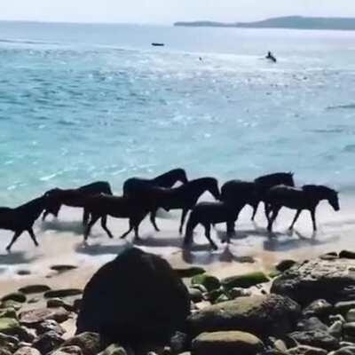 Wild horses roaming on the island of nihi sumba, indonesia