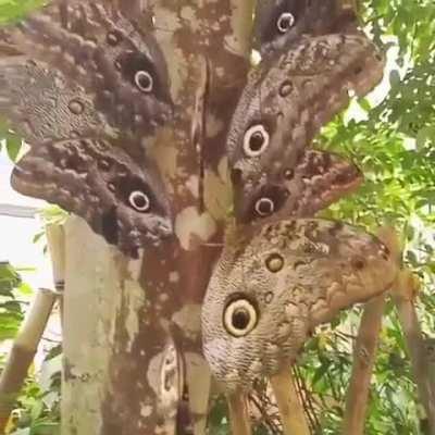 🔥Giant owl butterflies (Caligo eurilochus) are named for the owl-like eye spots on their wings that make predators think twice before attacking