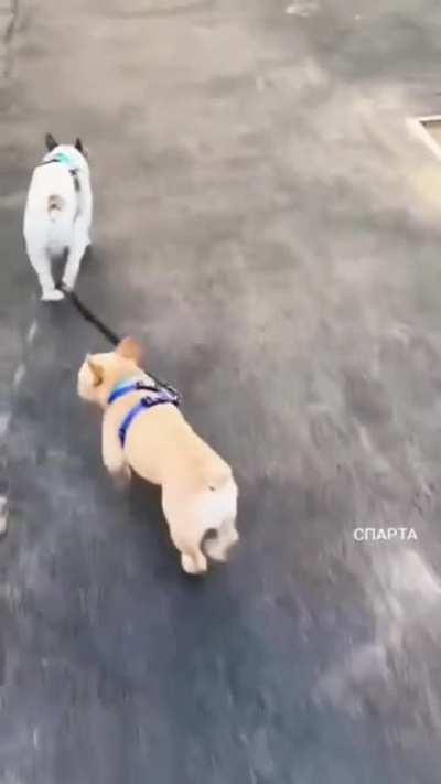 Two dogs spinning each other around by the tails with their leashes while on a walk.