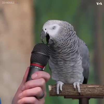 The way this birdie talks