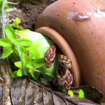 This gang of baby snakes just vibin in a plant pot