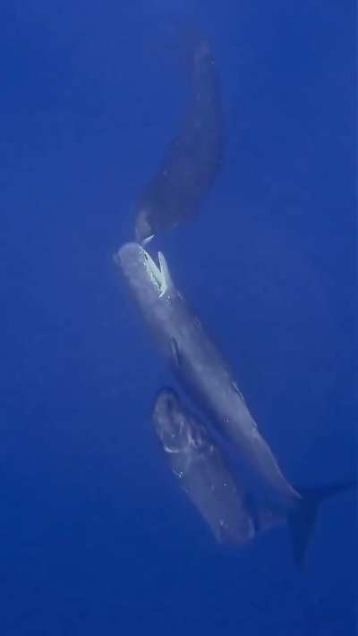 Sperm whales spotted playing together 🔊