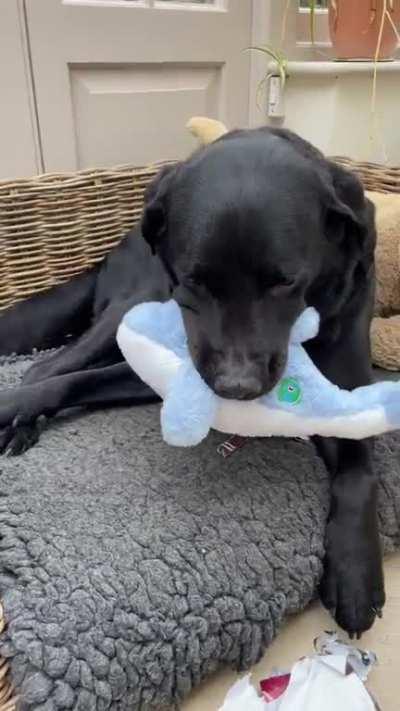 [OC] Labrador is so happy with his new toy