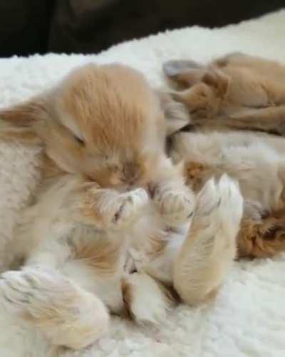 Bunny Stretchies