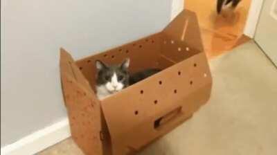 [L]etting the cats out of the box