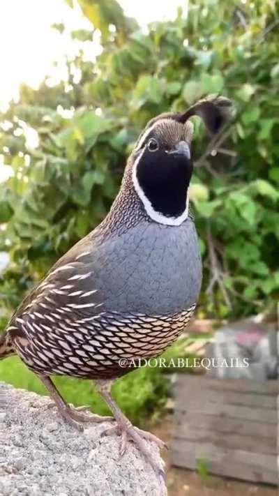 he's so handsome 😍 California valley quail!