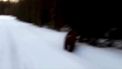 this attacking bear didn't know that he was in sweden