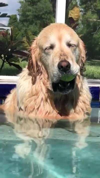 Her human says that “Myla falls asleep in the pool with the tennis ball in her mouth almost everyday. She catches herself rocking to her right here, but the best is when her nose hits the water as she falls asleep.”