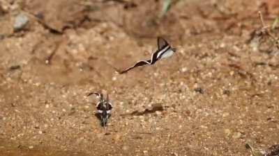 The dragontail butterflies wings