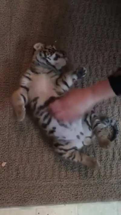 Adorable baby tiger enjoys a belly rub