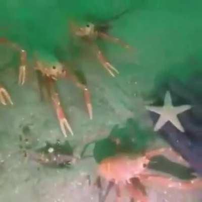 A diver manages to grab the interest of and play with smaller crabs. There are many benefits to being a marine biologist.