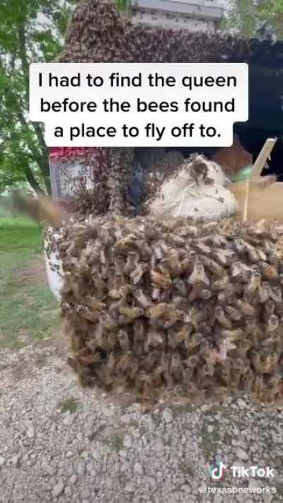 Bees Swarming in the Morning! Credit: @texasbeeworks on tiktok