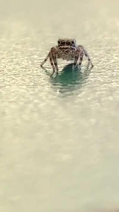 Tiny spider bro on the parts counter at O’Reily