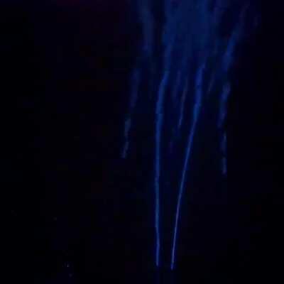 During spawning season, firefly squids create a bioluminescent bright blue light in an effort to attract a mate.