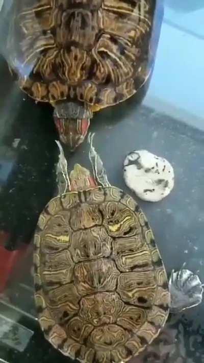 Turtle Slap