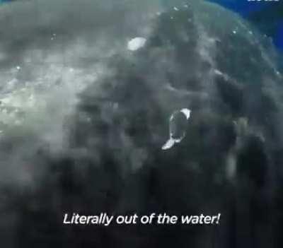 Whale pays back scientist, saving her from a shark