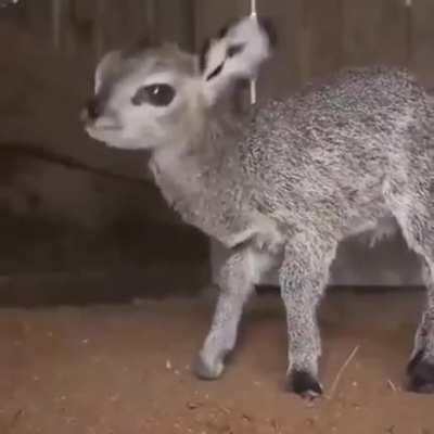 this is what a antelope baby look like