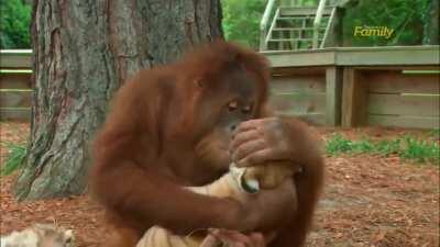 Orangutan mothers a baby tiger!