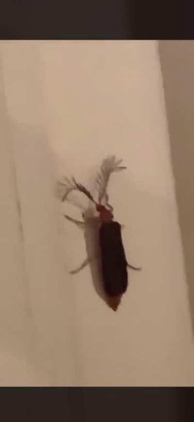 bitch, a eyelash bug!