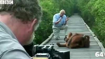 David Attenborough turns 95 today. This is his incredible life in 95 seconds.