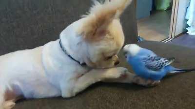 Parakeet and chihuahua