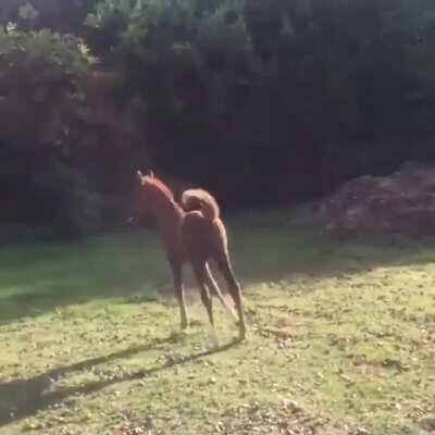 Little Arabian Horse-Prancing Around