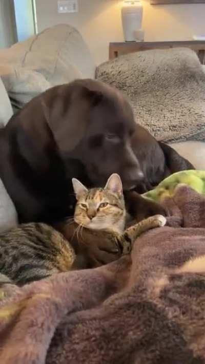 Best friends furever