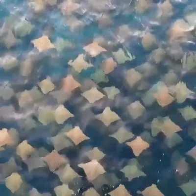 🔥 The stingray migrations look like confetti-