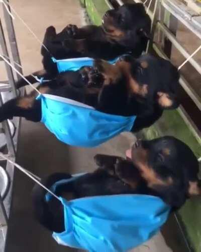 Puppies On A Hammock