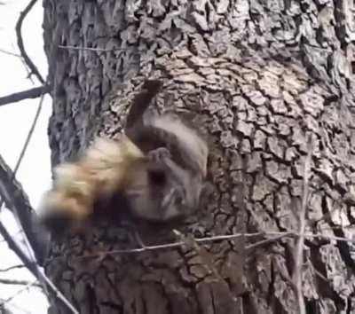 Raccoon had too much dinner then got stuck at the entrance of a tree hollow