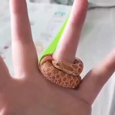 The Happy Snek