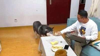 Dog's first and last experience with Durian fruit