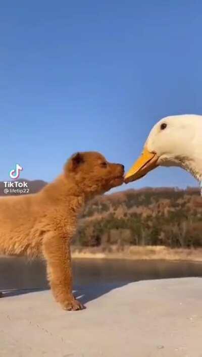 Aflac protects cute pups